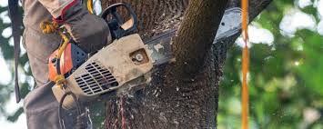 How Our Tree Care Process Works  in  Indian Lake, TX